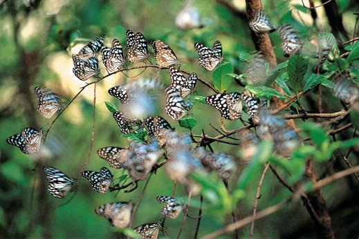 The Hidden Wild Treasures of Goa